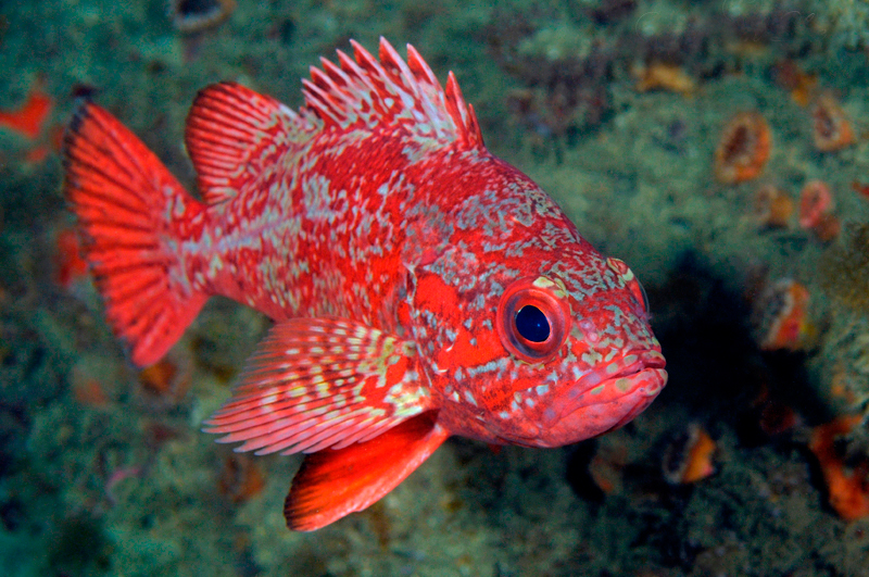 8pz0o8tr">朱红平鲉(学名: i>sebastes miniatus /i>):是一种深海鱼类