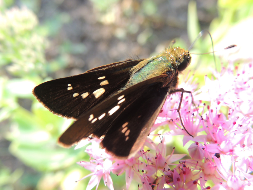 target="_blank" href="/item/弄蝶科">弄蝶科 /a>的 a target=