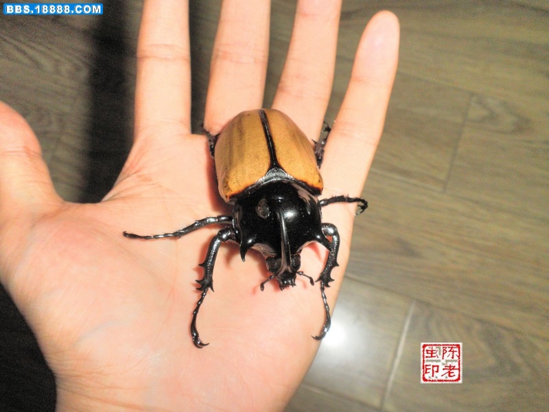  p>细角疣犀金龟所知共有五个亚种, 全部分布于中国云南广西到 a href