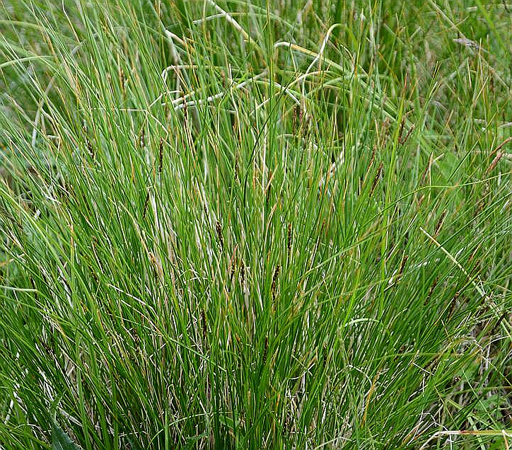  p>嵩草(学名: i>kobresia myosuroides /i> (villars) foiri)是莎草