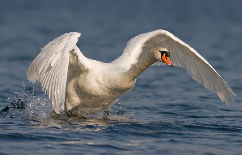  p>疣鼻天鹅(学名: i>cygnus olor /i>):是鸟纲,鸭科,天鹅属的一种