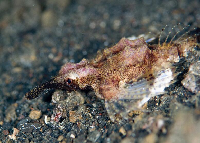  p>海蛾鱼目为暖水性近海小型鱼类.中国有1属3种,产南海到台湾海峡.