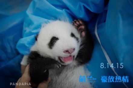 大熊猫萌兰_百度百科