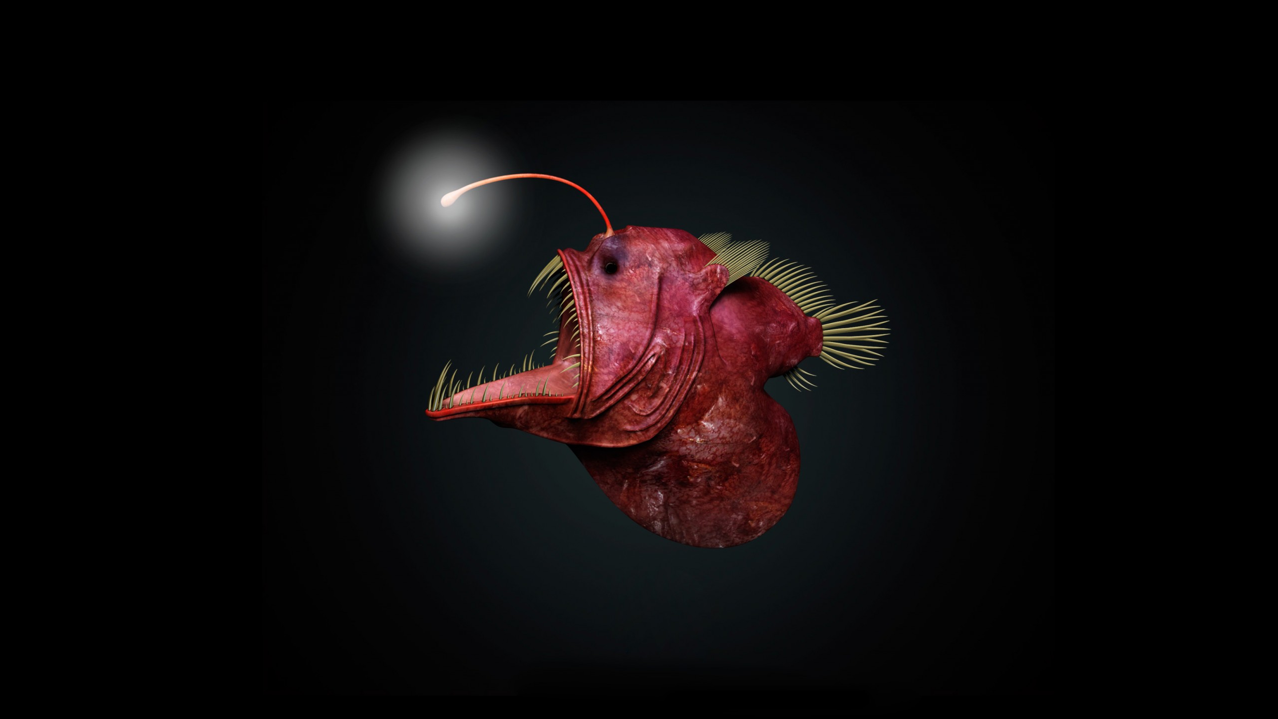 今非昔比鮟鱇鱼