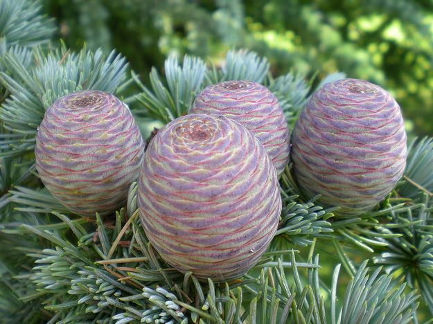  p>大西洋雪松(学名: i>cedrus atlantica /i>),为 a href="#" data