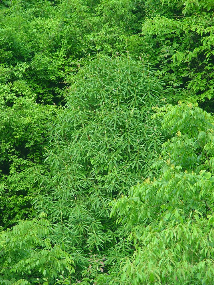 yuyuanensis   /i>law)是木兰科,木莲属乔木,高达8米;树皮灰褐色;枝