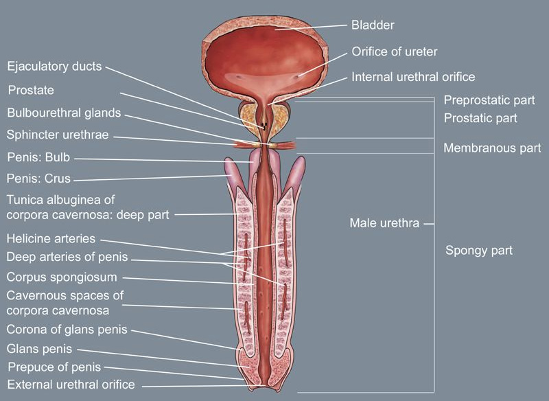 男性尿道的两个弯曲