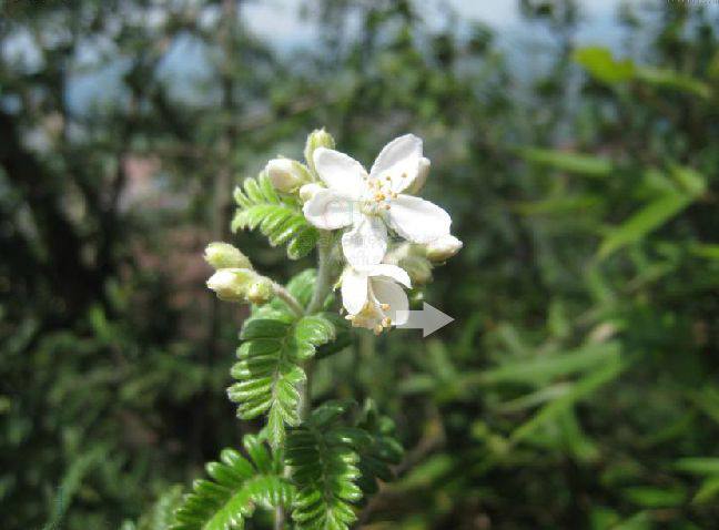 koch)是蔷薇科小石积属植物,绿灌木,高约2米,枝条密集;小叶片对生
