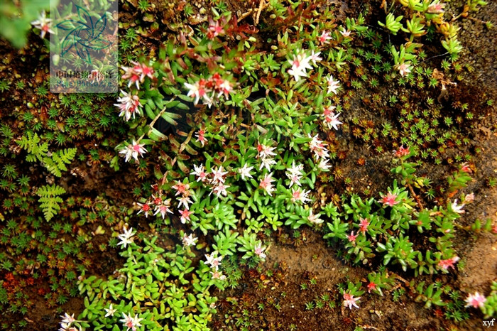  p> b>背药红景天 /b>(学名: i>rhodiola hobsonii /i>)为景天科 a