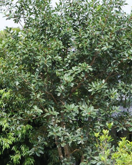  p>钝叶榕(学名: i>ficus curtipes  /i>corne