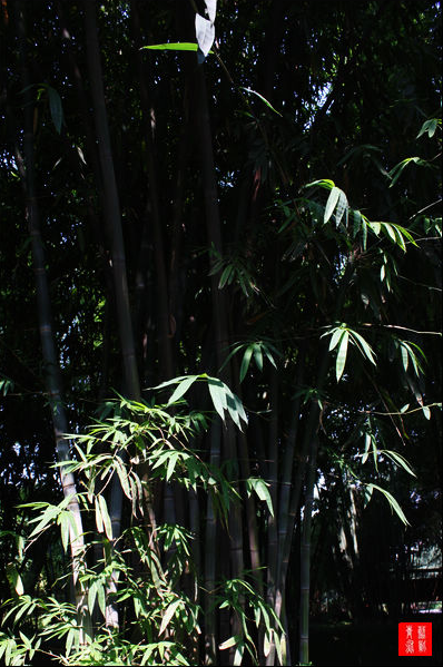 z8">白毛巨竹( i>gigantochloa albociliata /i> (munro) kurz), 别名