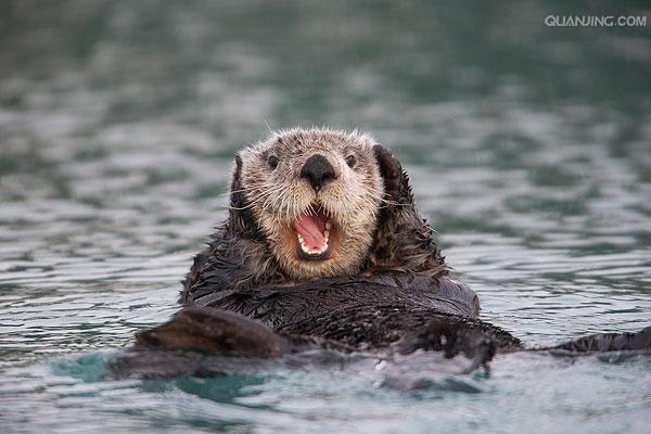  p>水獭(学名: i>lutra lutra /i>)为鼬科,水獭属动物.
