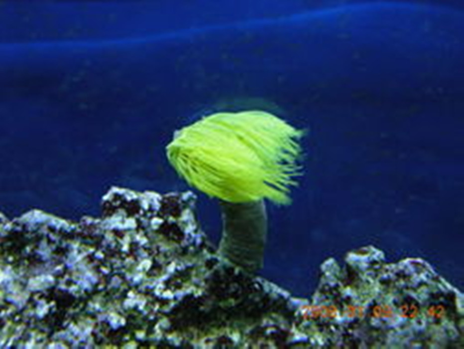  p data-id="gnwpv7q7z0">管虫又名管蠕虫,管栖蠕虫,它们上端是一片