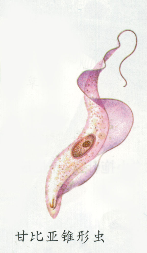  p>原生动物门(protozoa)是 a target="_blank" href="/item/原生生物