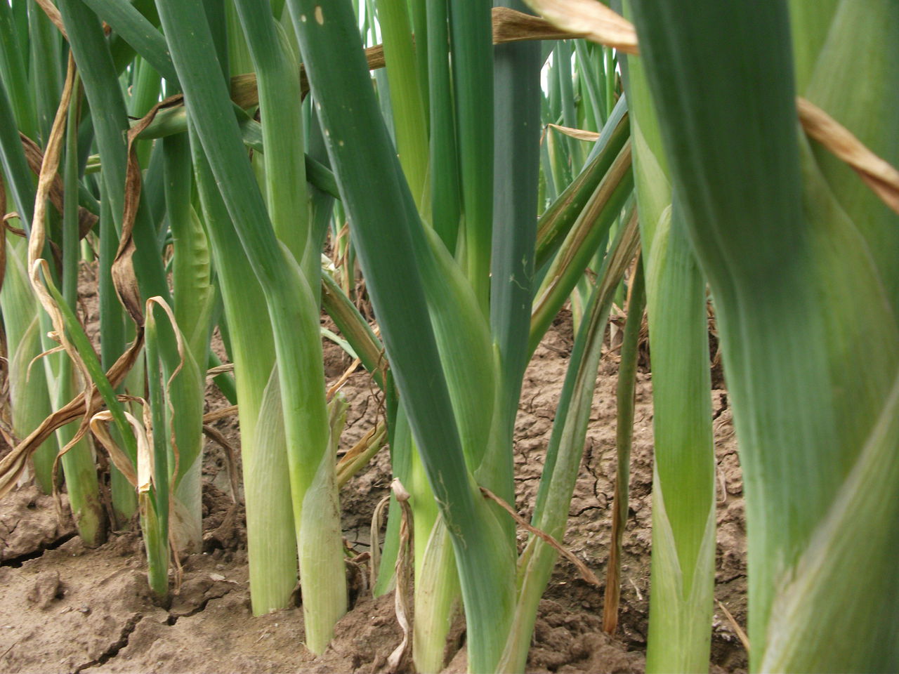是百合科,葱属鳞茎单生,圆柱状,鳞茎外皮白色,稀淡红褐色, a target=