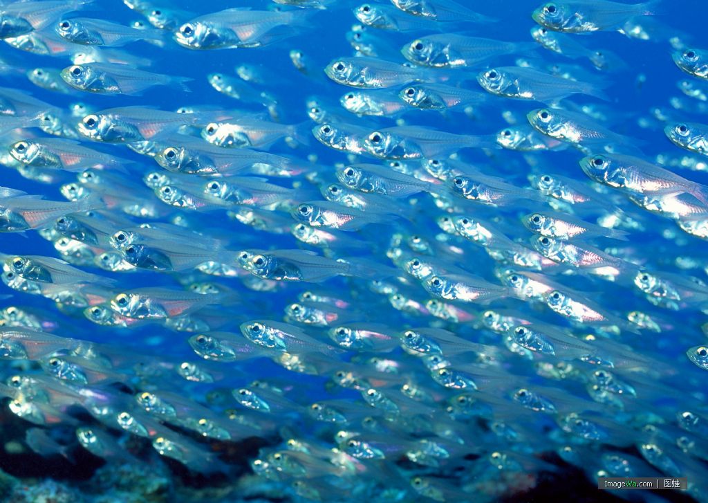  p>水生动物(aquatic animal)是指主要在水中生活的动物.