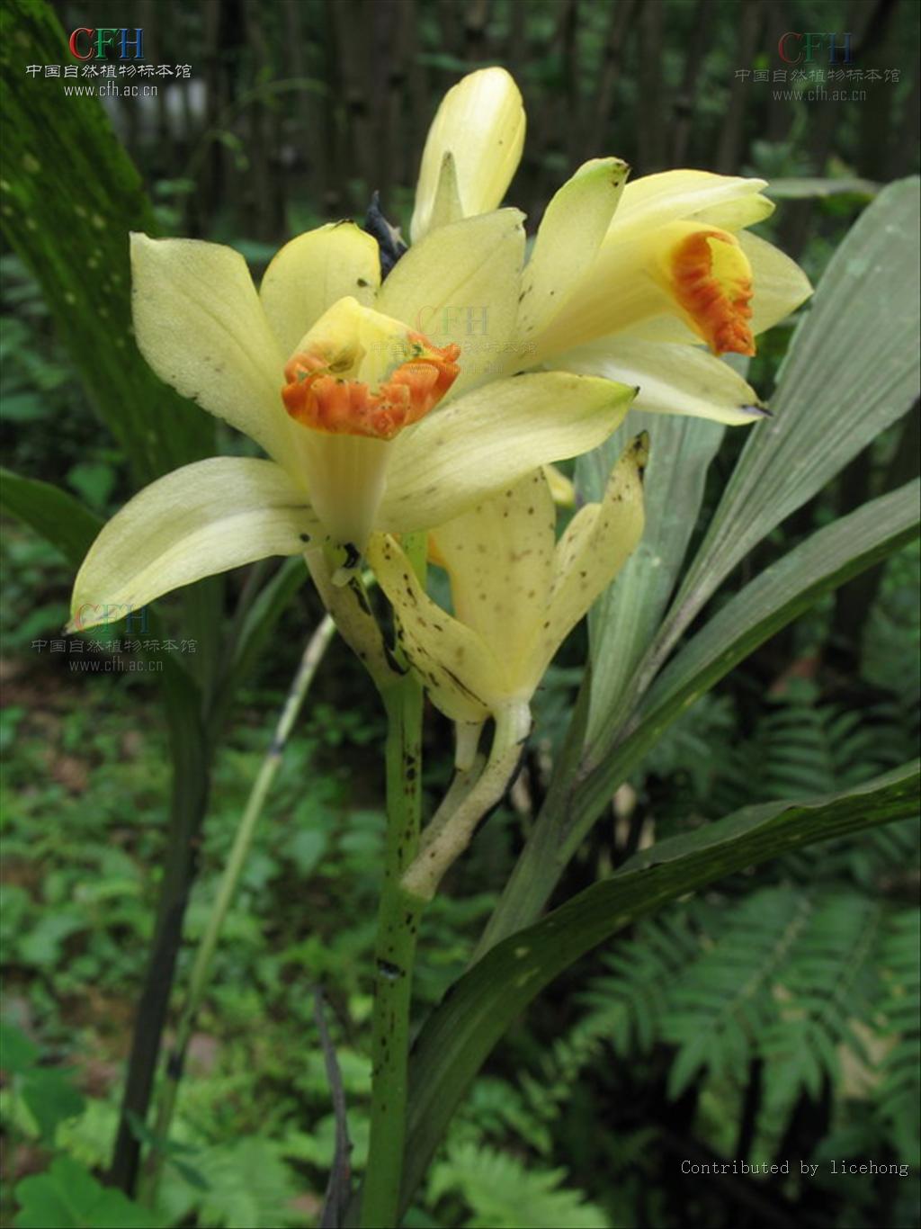  p>鹤顶兰属(学名:phaius lour.)是兰亚科下的一个属,地生草本.