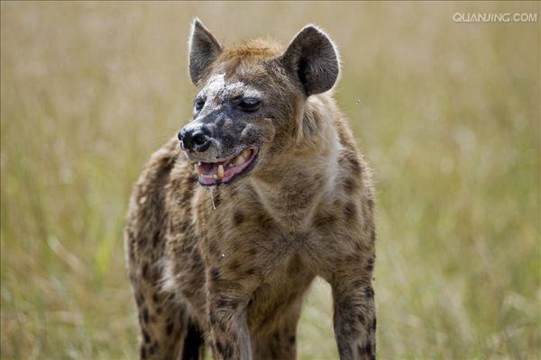  p>斑鬣狗(学名: i>crocuta crocuta /i>):又名斑点鬣狗,体长约95-160