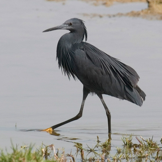  p>黑鹭(学名: i>egretta ardesiaca /i>):属中型 a href="#" data