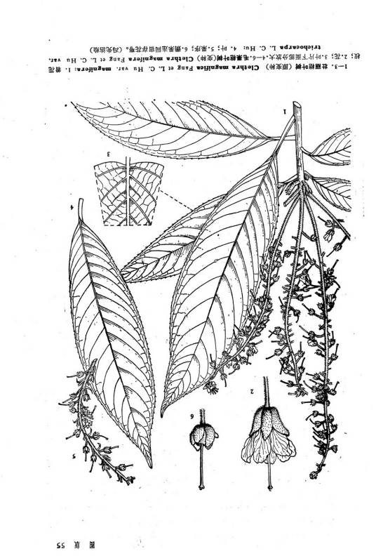 壮丽桤叶树_百度百科