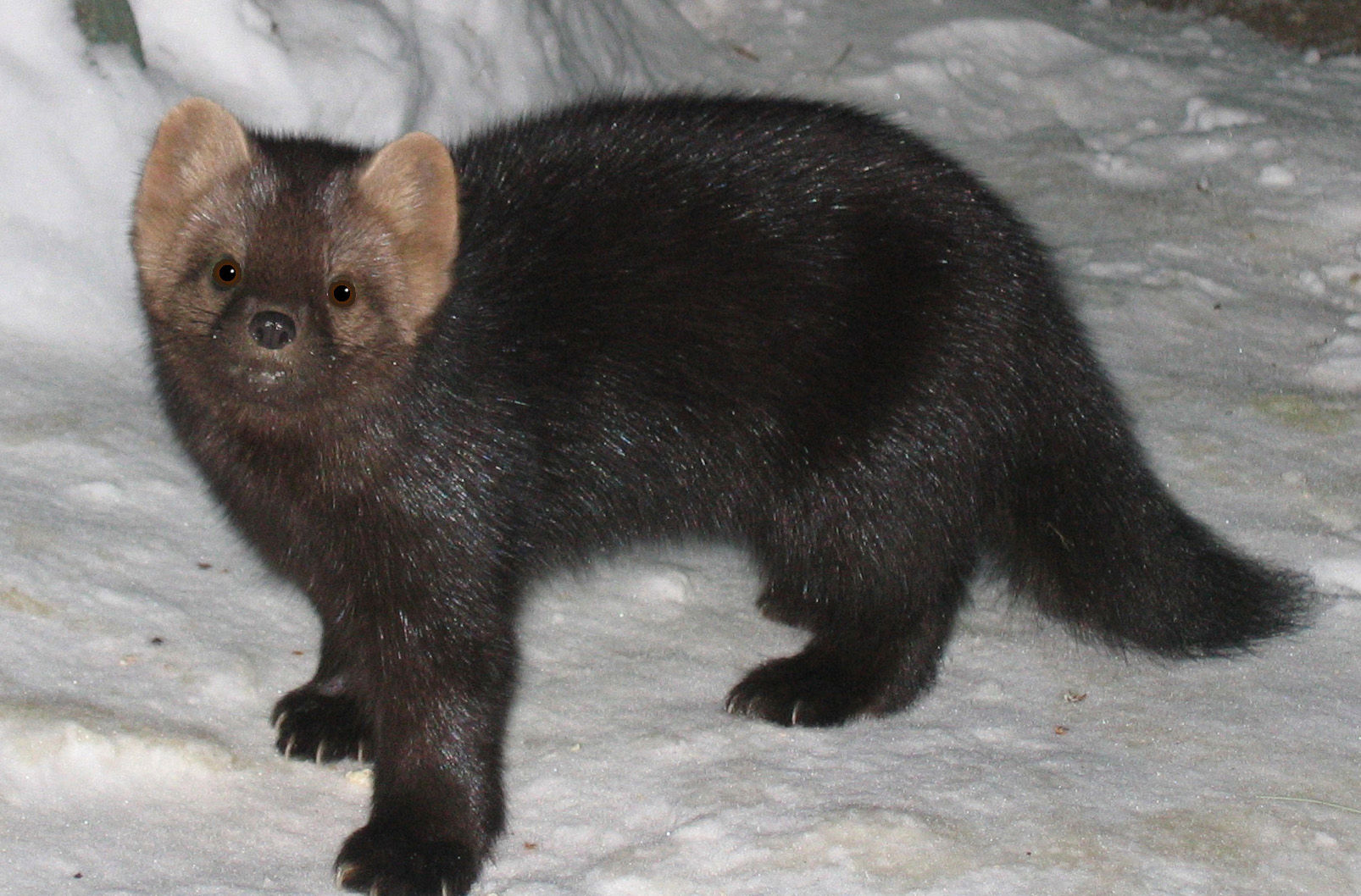  p>紫貂勘察加亚种是紫貂的 a href="#" data-lemmaid="6290944">亚种