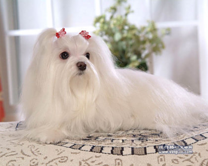 拉萨犬