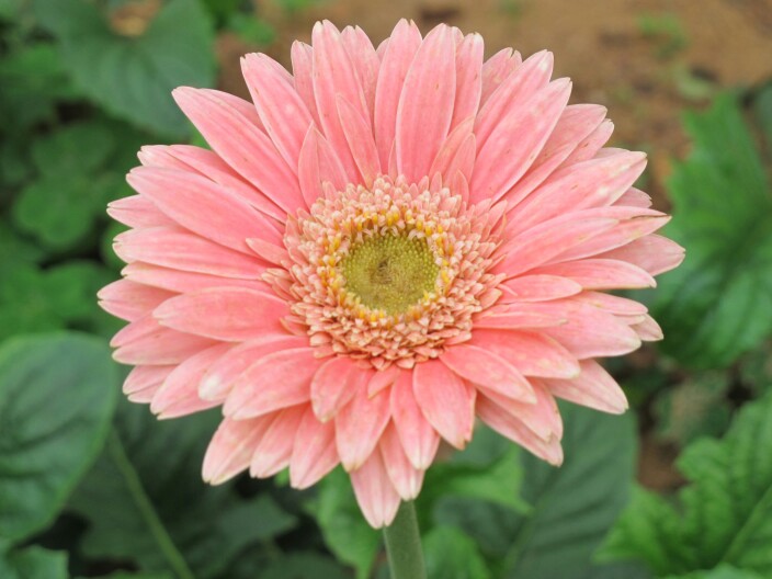 gerbera jamesonii bolus