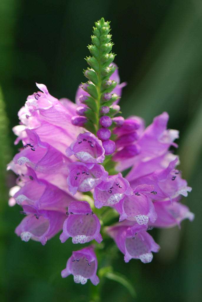  p>龙头花属属于百合亚纲,石蒜科龙头花属植物. /p> p>多年生草本.