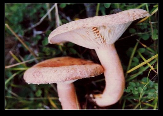  p>毛头乳菇又称疝疼乳菇.子实体中等.