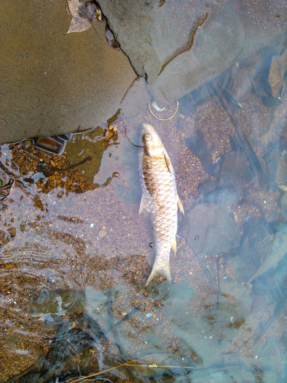 spinibarbus  denticulatus