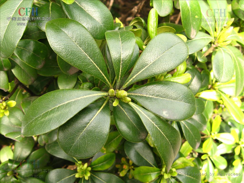  p>pittosporaceae 海桐花科,双子叶植物,9属,广布于东半球的热带和亚