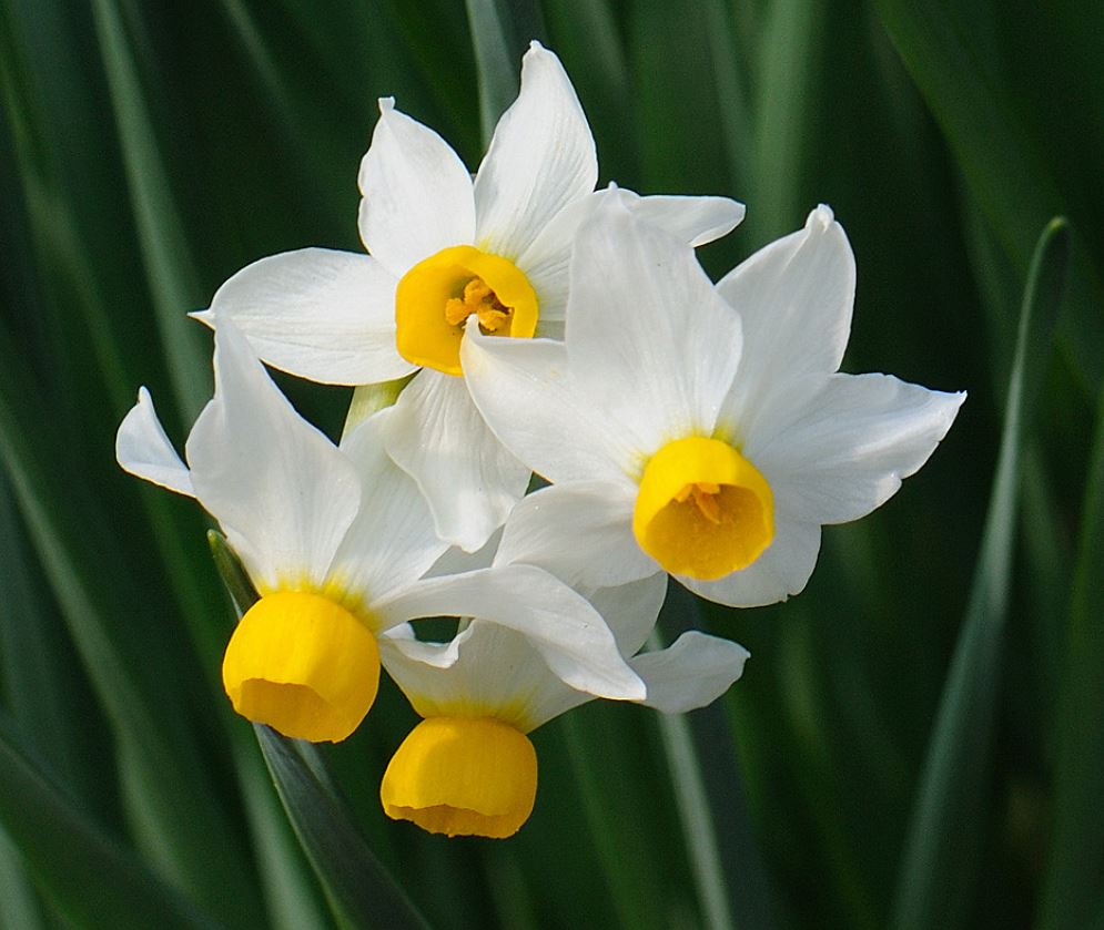 是 a target="_blank" href="/item/水仙属">水仙属 /a>的种类之一