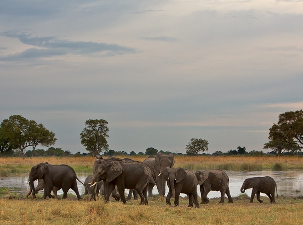  p>非洲草原象(学名: i>loxodonta africana /i>),是非洲象属的一个种