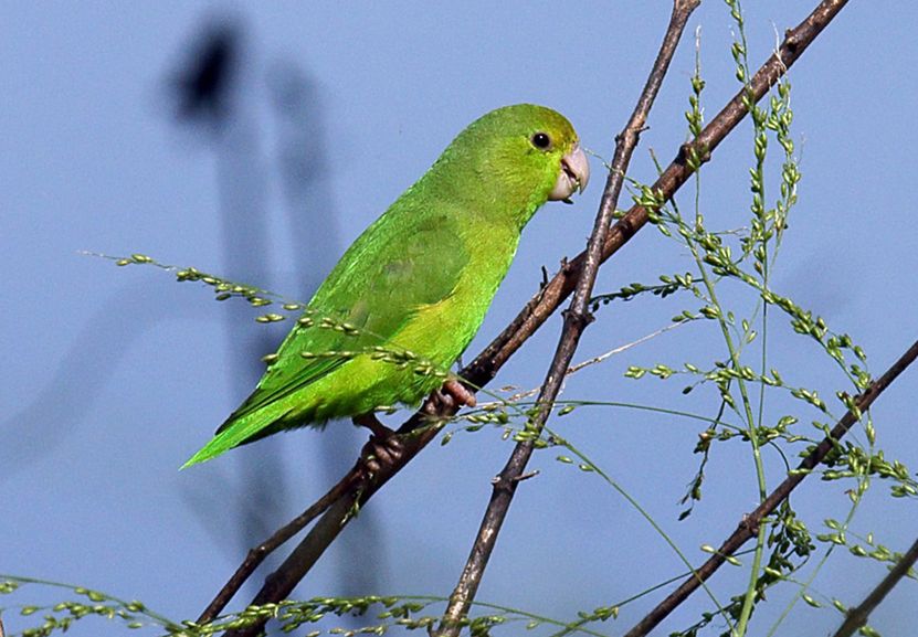  p>绿腰鹦哥(学名:forpus xanthopterygius)是一种 a target="_blank"