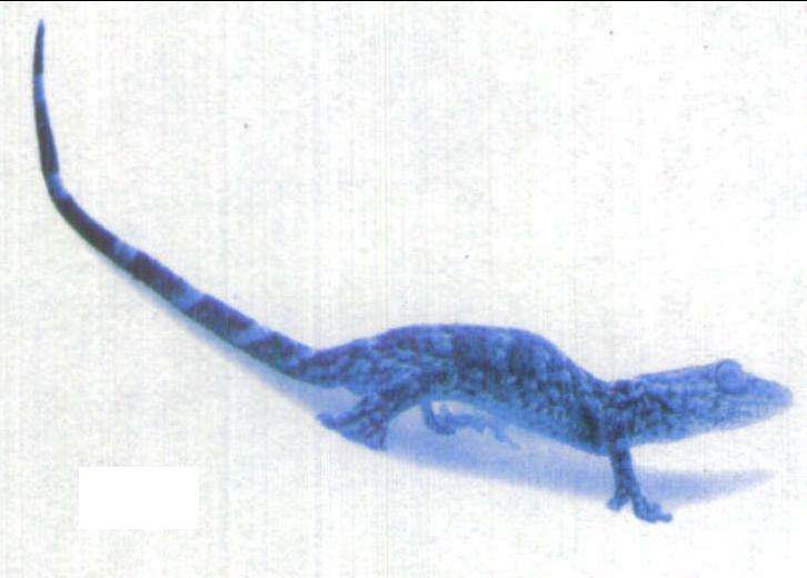  p>壁虎是蜥蜴的一种,又称"守宫".