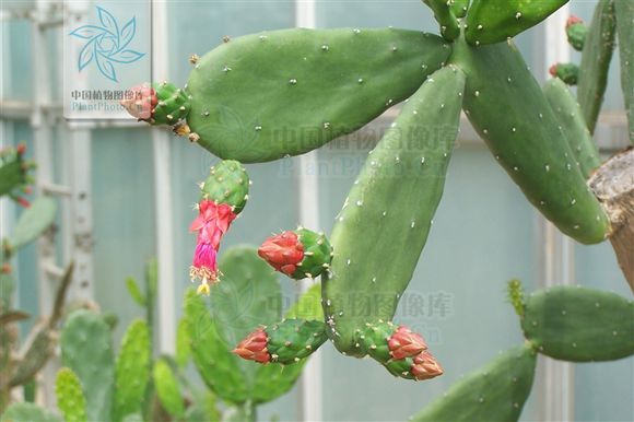  p>胭脂掌(学名: i>opuntia cochinellifera  /i>(linn.) mill.
