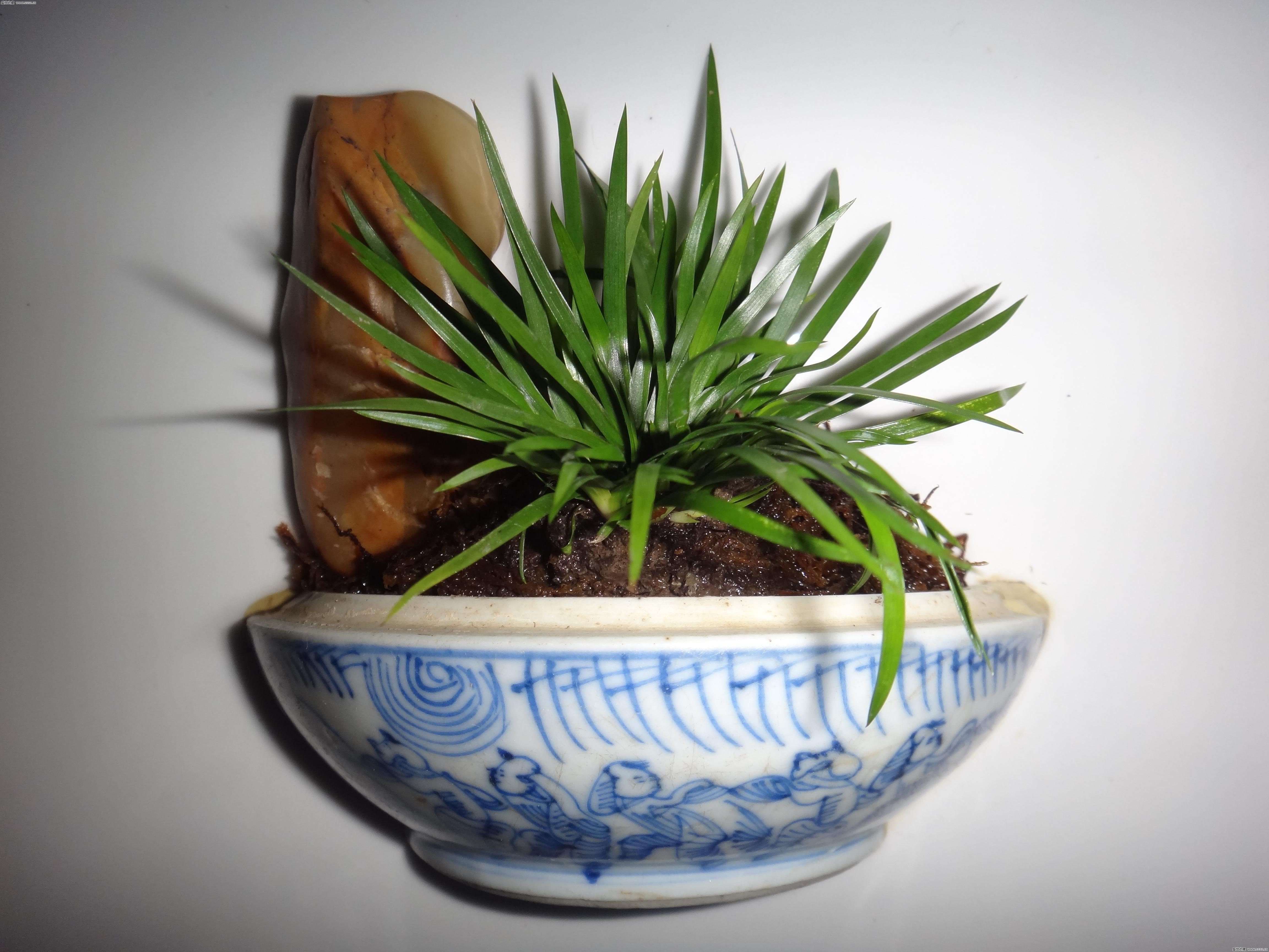  p>金钱蒲(学名: i>acorus /i>  i>gramineus /i> aiton)是天南星科