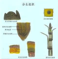 分生（植物人工繁殖方法）_百度百科
