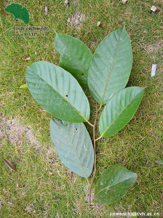 hopea hainanensis merr.