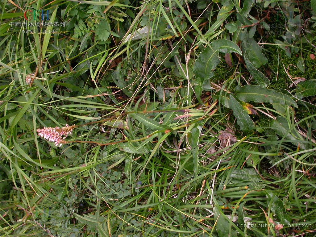 的根茎.分布于东北等地.具有化痰止咳,清热解毒,凉血止血之功效.