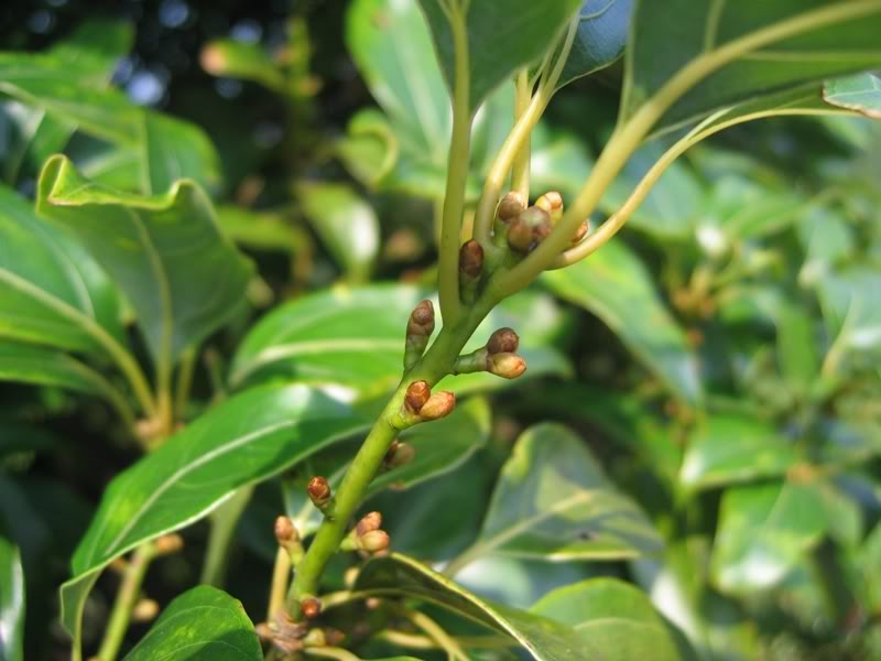 木姜子的功效与作用