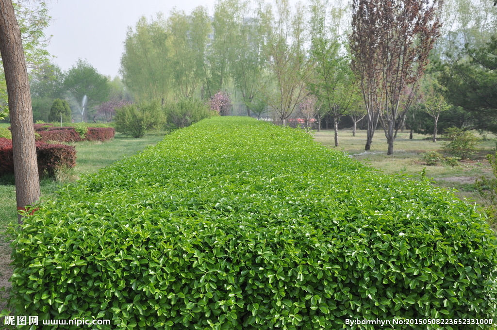 路边绿化带是什么植物(路边绿化带的花是什么花)