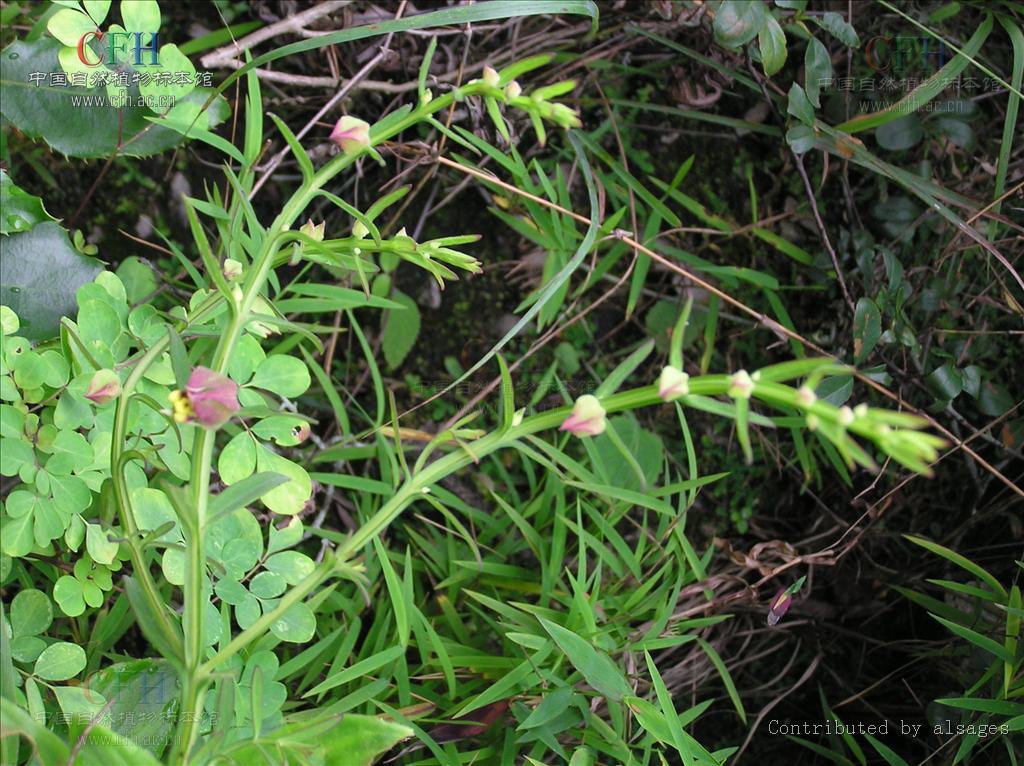  p>翅茎草属,pterygiella oliv, a href="#" data-lemmaid="8596528">