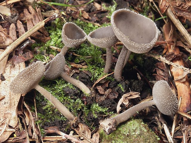  p>子实体小,呈高脚盘状,子囊盘似盘形,直径3-4cm,边缘内卷或上翘.