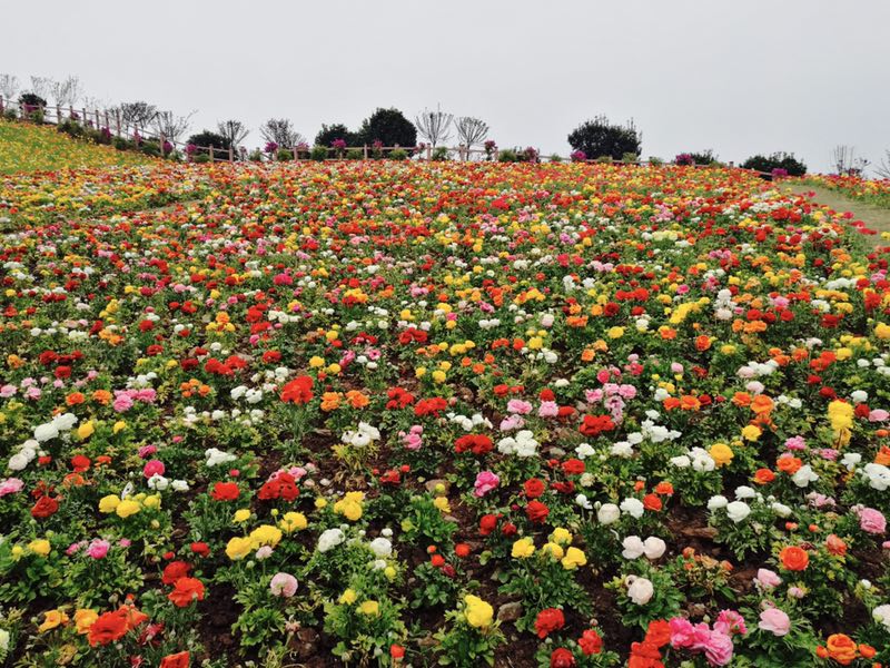  p data-id="gnvh2ch11p">喜来登杨梅小镇位于四川省成都市天府新区