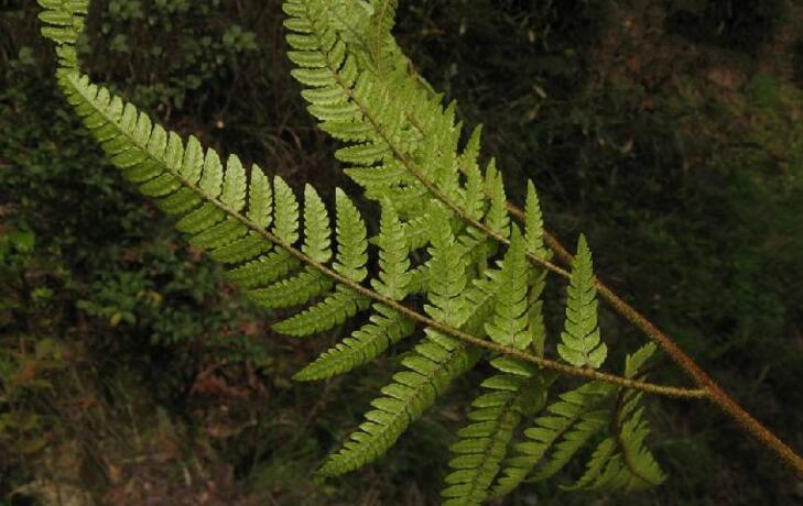  p>金星蕨科属于薄囊蕨纲植物. 陆生植物.