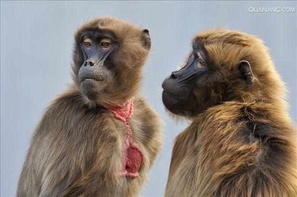  p>狒狒(学名: i>papio /i>):灵长目 a target="_blank" href="/item