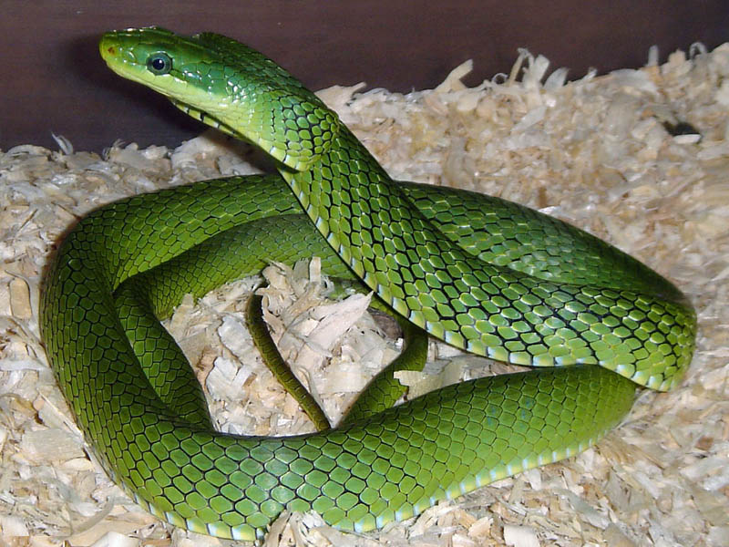 id="5005735">锦蛇属 /a>的爬行动物,生活于山区全身翠绿色的无毒蛇