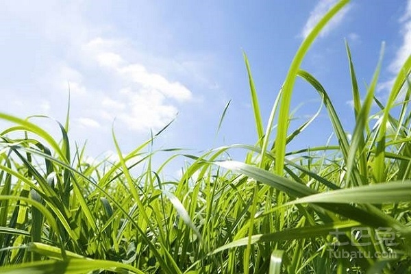 瘦狗还阳草