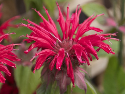 “花园红”美国薄荷
